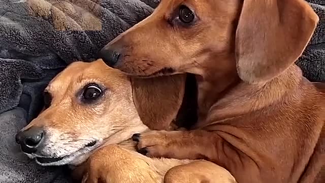 kiss