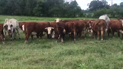 95 winter calving baby tooth hereford bred to brahman