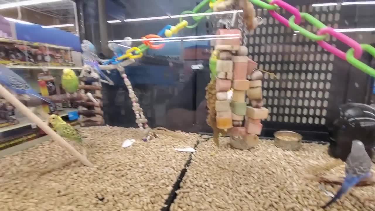 Exploring PetSmart!!