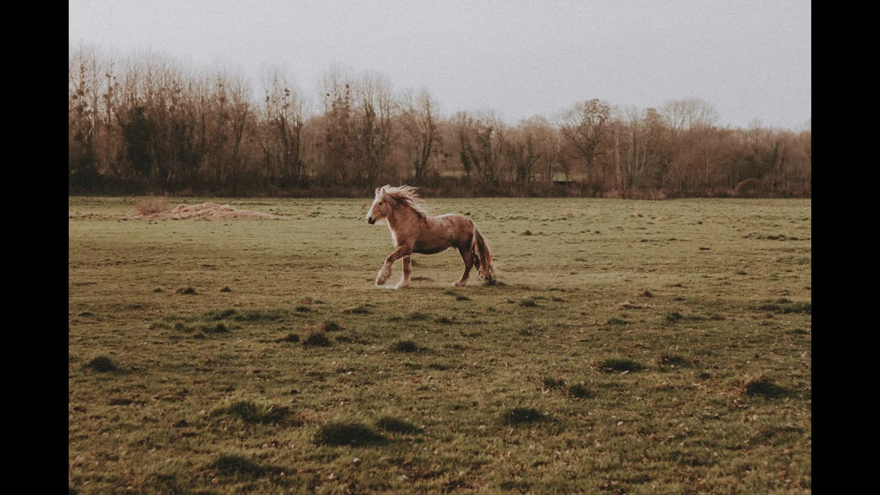 A Galloping Horse. Relaxing sounds. Drift into your own happiness.