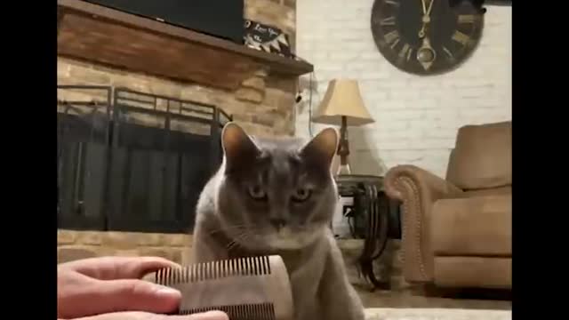 Funniest cat videos #47 - HILARIOUS!