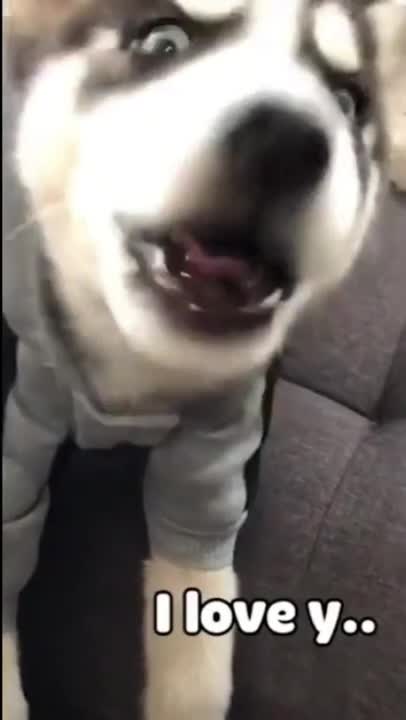 oat calling mother, cat calling for help #shorts