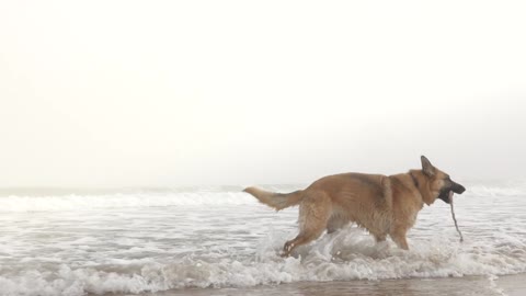 Funny dog with water