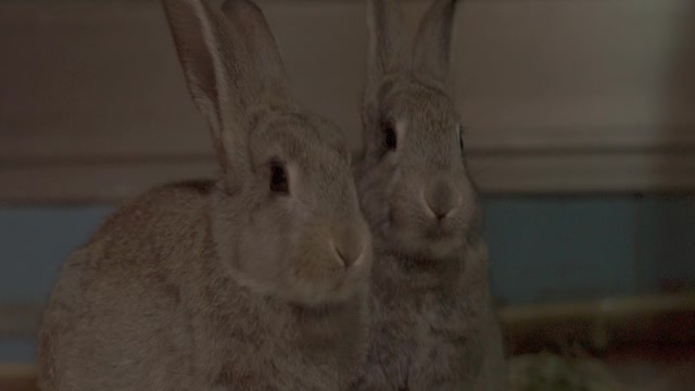 Cute rabbit eating something delicious