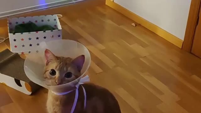 Playing Cat🐈 Cat funny Video