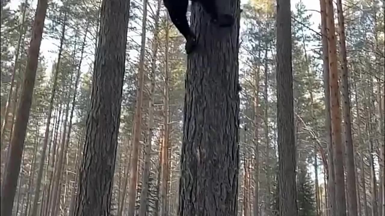 Black Panther Chasing Ball Up Tree in Slow Motion #shorts