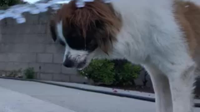 Water dogged