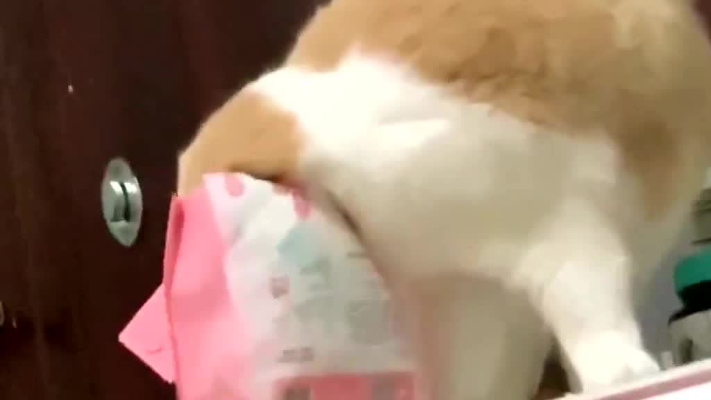 🐶:Who am I? Where am I?