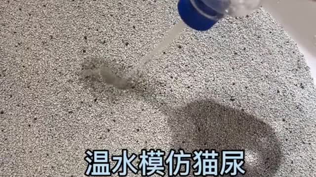 cat daily funny moments part.21