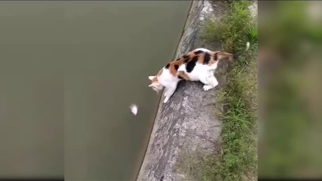 Funniest Cats πΉ - Don't try to hold back Laughter π - Funny Cats Life