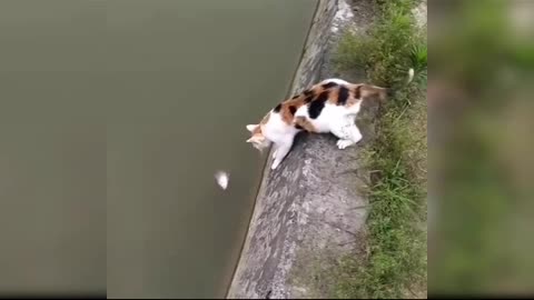 Funniest Cats 😹 - Don't try to hold back Laughter 😂 - Funny Cats Life