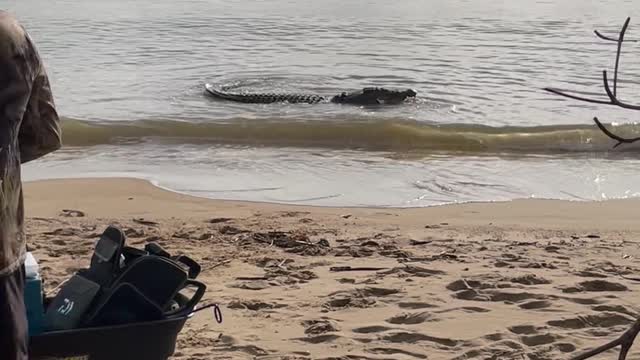 Huge Saltwater Crocodile Snacks on Sharks