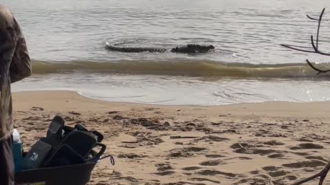 Huge Saltwater Crocodile Snacks on Sharks