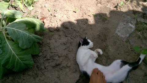 THE STREET CAT CAME AND STAYED AT MY HOUSE - RELAXING BESIDE THE CABBAGE-12