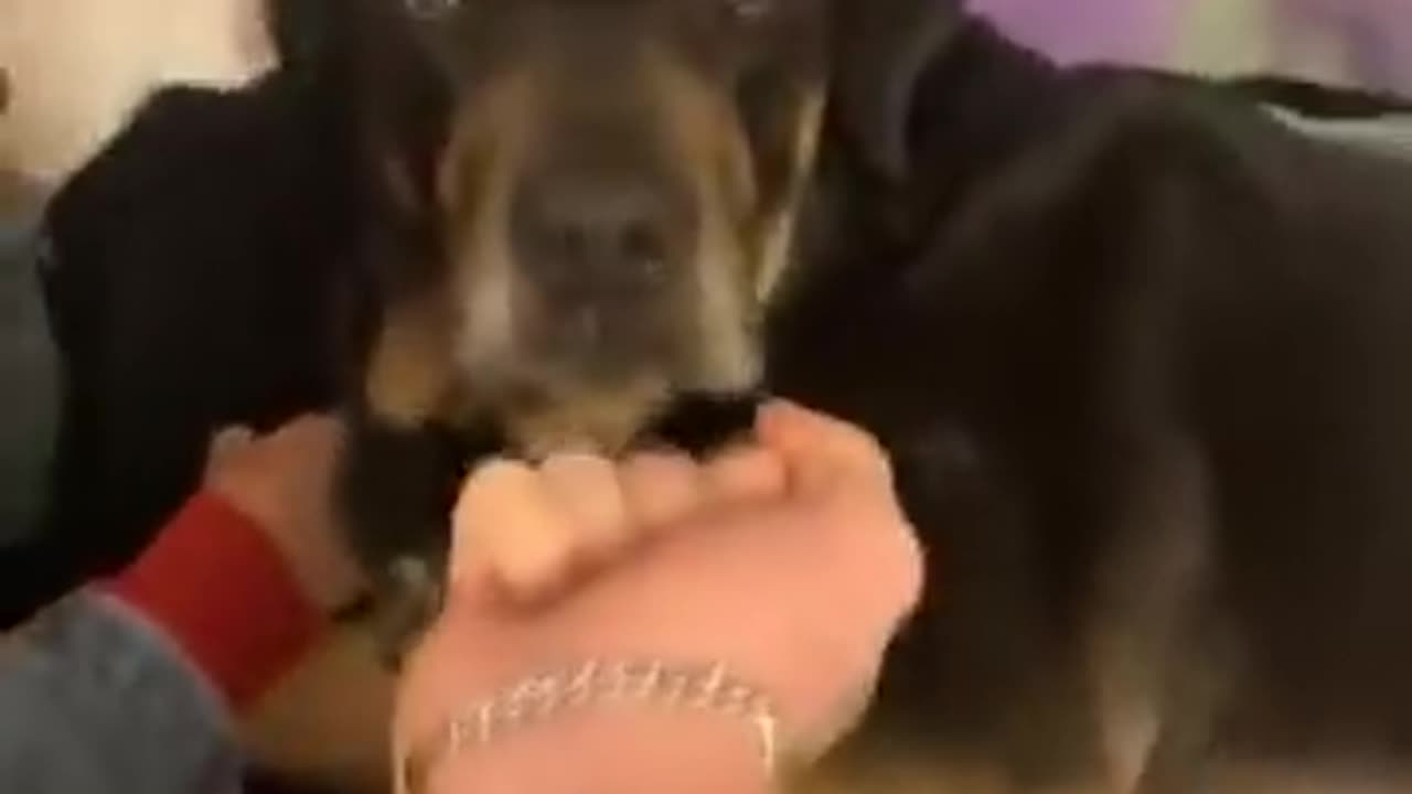 My Dog Has A Pore Heart ❣️