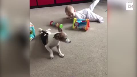 Adorable dog teaches baby to crawl 😊