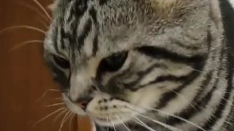 CAT FUNNY VIDEO