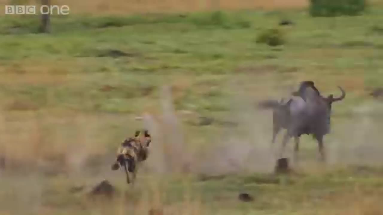 The power of the pack! Wild dogs AMAZING relay hunting strategy _ Life Story