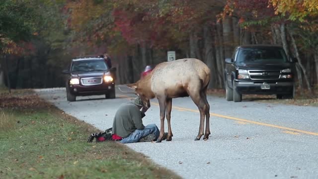 Deer Fighting With Man