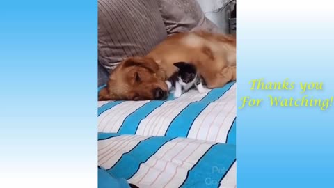 Cute Cats And Funny Dogs Videos Compilation