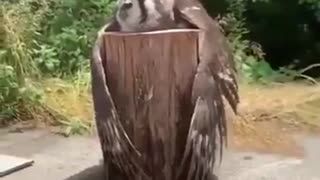 An owl chilling on a stump