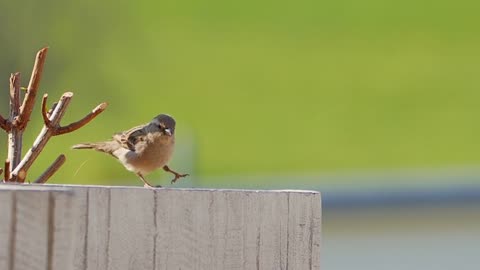 Top cute birds in the world | cute bird.😘😘😘😘