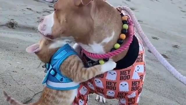 Adorable dog & cat siblings hugging on the beach