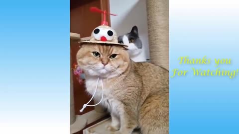 Best Funny Animal Videos of the year 2024, funniest animals ever relax with cute animals video