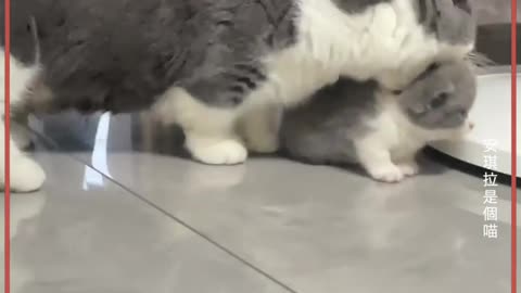 Cat mom carries kitten with her mouth bites cheeks