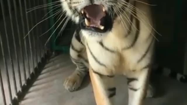 Tiger 🐅 vioce in real