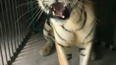 Tiger 🐅 vioce in real