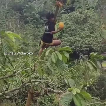 Accident funny monkey