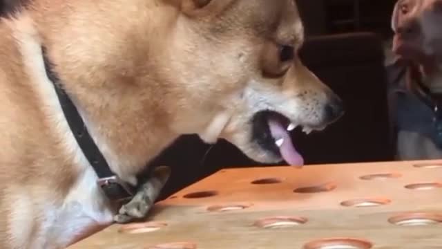 angry dog funny video