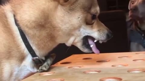 angry dog funny video