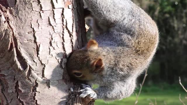 Cute gray squirrel