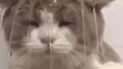 Funny Cat Videos