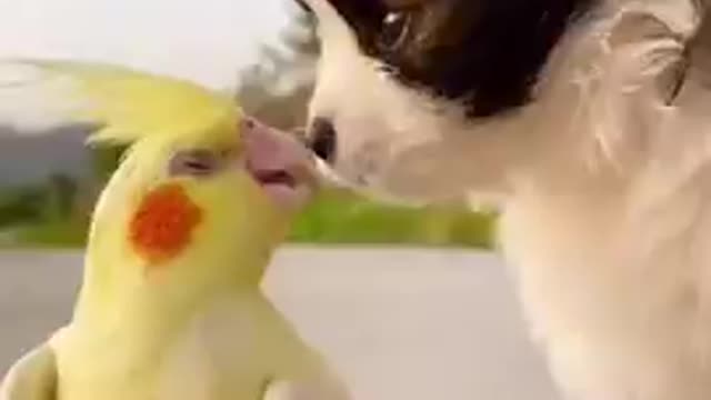 Funny Animals Video || Awesome Funny Pet Animal || Cute Animal