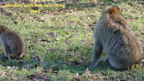 Mother Monkey with Baby searching food