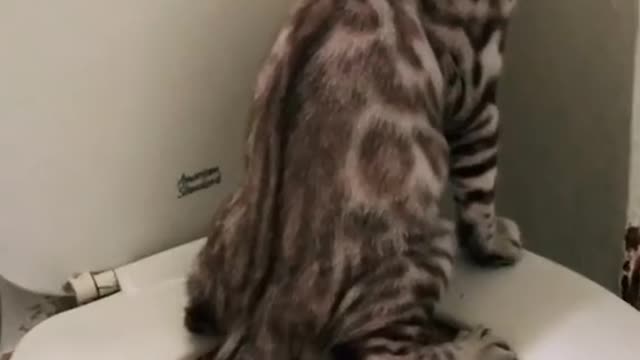 Cute and Funny Cat Videos Compilation - PART 27