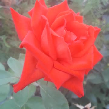 Red rose is a symbol of love