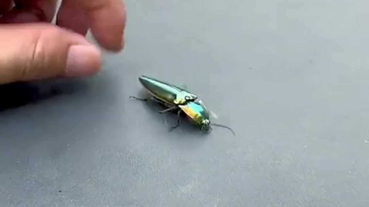 If turtles could do this as well