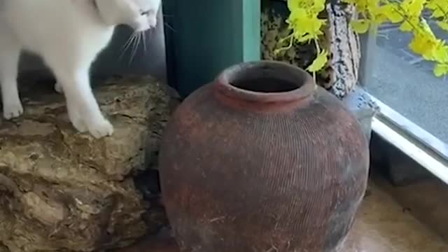 Naughty pet cat jumps in and out of a jar to tease another moggie