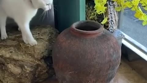 Naughty pet cat jumps in and out of a jar to tease another moggie