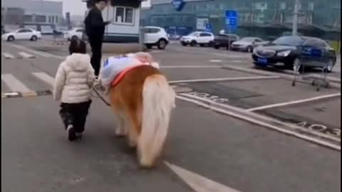 Children lead horses and roam the world