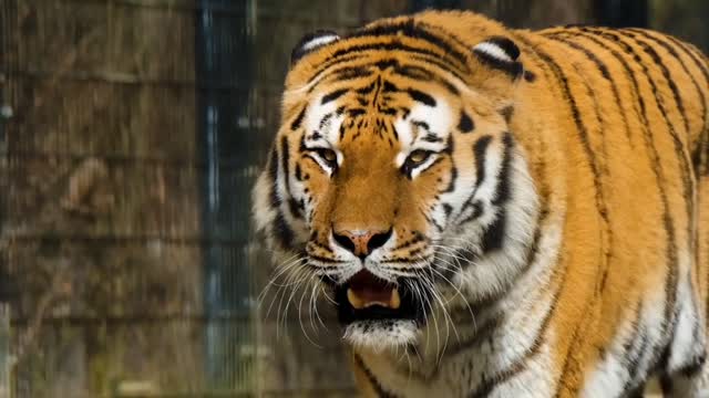 Tiger Video Tiger Footage Free || Royal Bengal Tiger