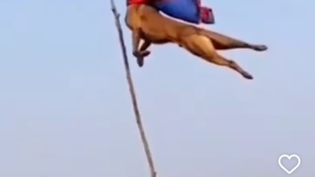 THE ONLY DOG THAT CAN FLY!!