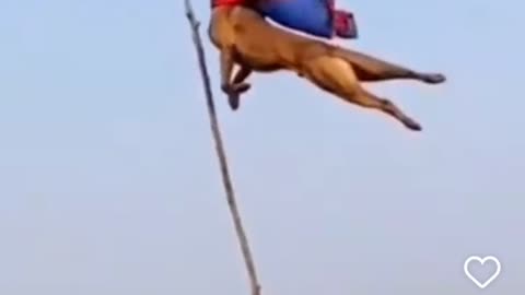 THE ONLY DOG THAT CAN FLY!!