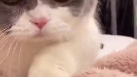 Cute Cats and Funny Animals CompilationTry Not To Laugh Challenge