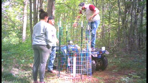 tree work