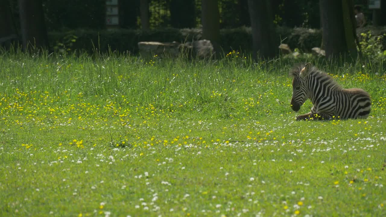 A Zebra liying on the grass